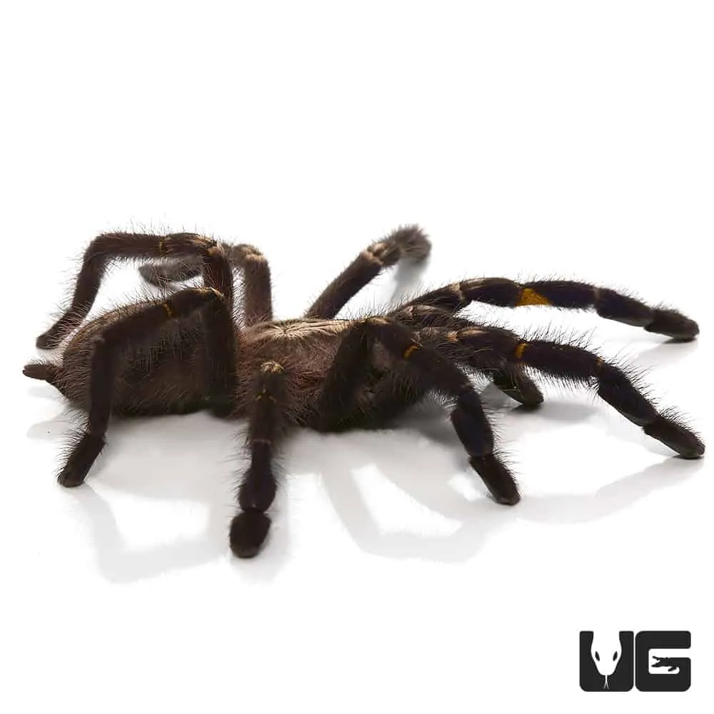 21222 gooty sapphire tarantula handling 2