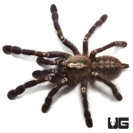 21222 gooty sapphire tarantula handling 4