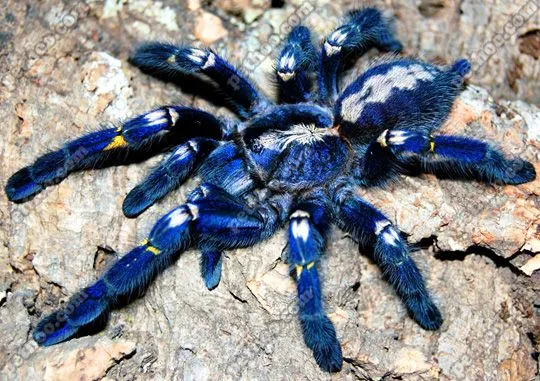 21222 gooty sapphire tarantula handling 5