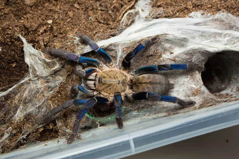 /img/21223-cobalt-blue-tarantula-buying.webp