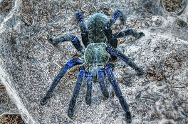 21223 cobalt blue tarantula coloration