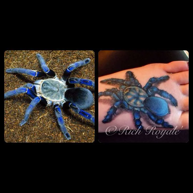 21223 cobalt blue tarantula enclosure