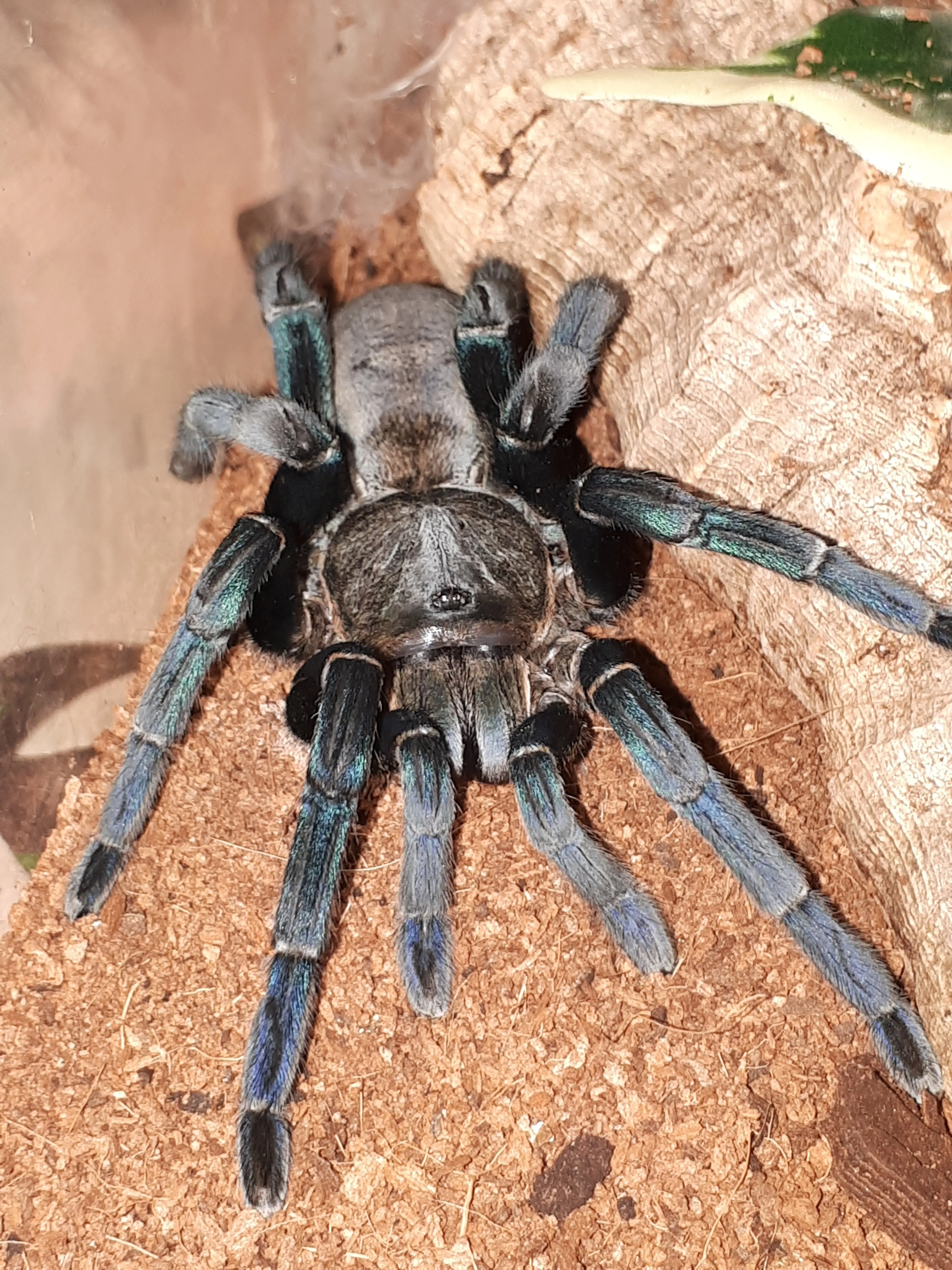 21223 cobalt blue tarantula feeding