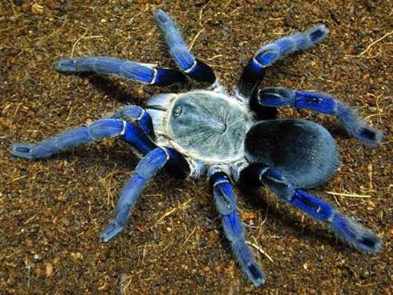 21223 cobalt blue tarantula habitat