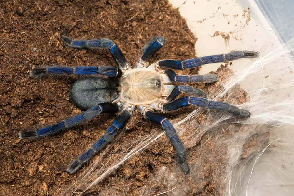 21223 cobalt blue tarantula handling