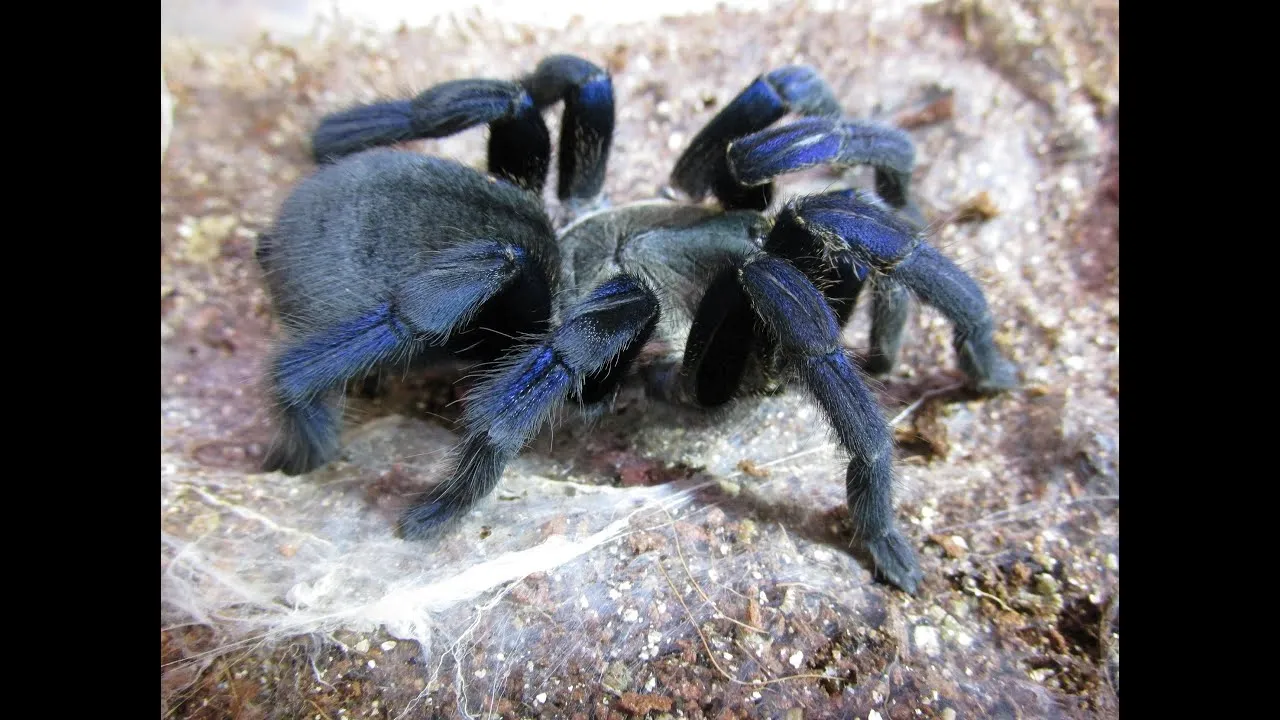 21223 cobalt blue tarantula overview