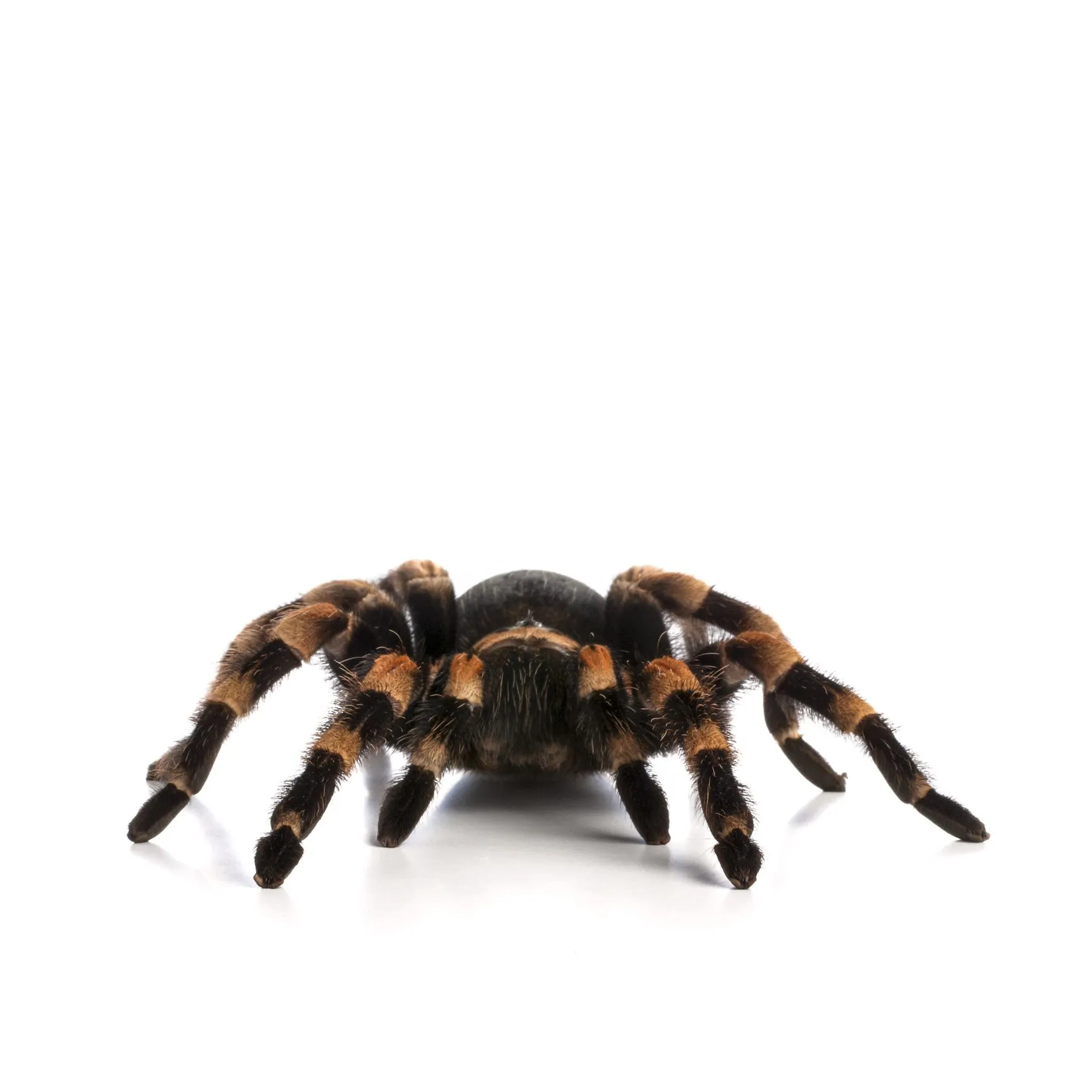 21224 pinktoe tarantula