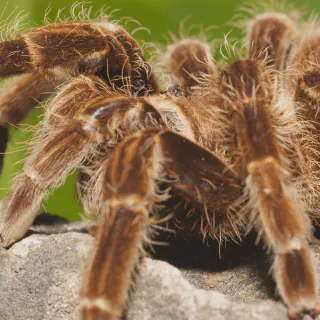 /img/21224-tarantula-feeding.webp