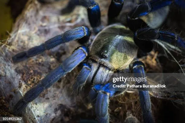 21225 cobalt blue tarantula close up