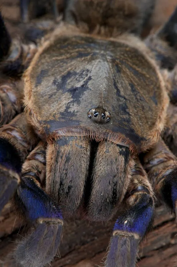 /img/21225-cobalt-blue-tarantula-feeding.webp