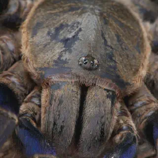 /img/21225-cobalt-blue-tarantula-feeding.webp