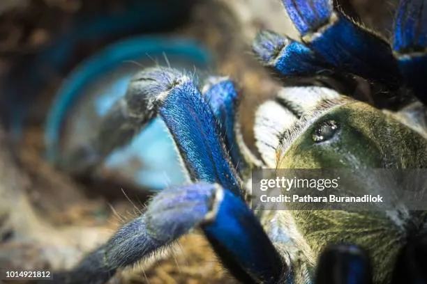21225 cobalt blue tarantula molting