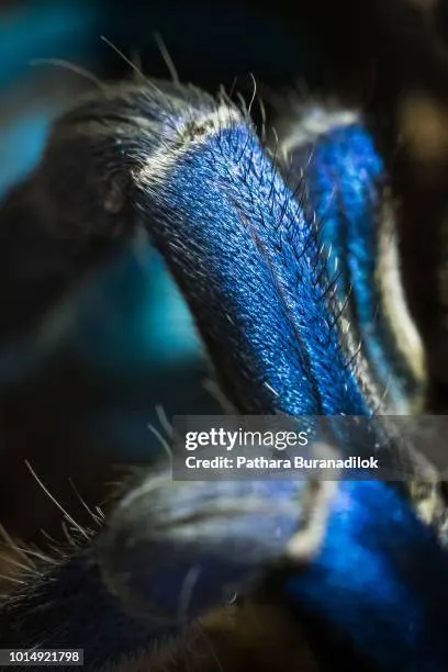 21225 cobalt blue tarantula venom