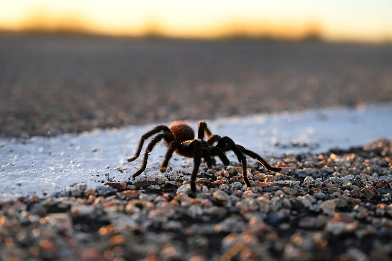 21226 safe tarantula viewing
