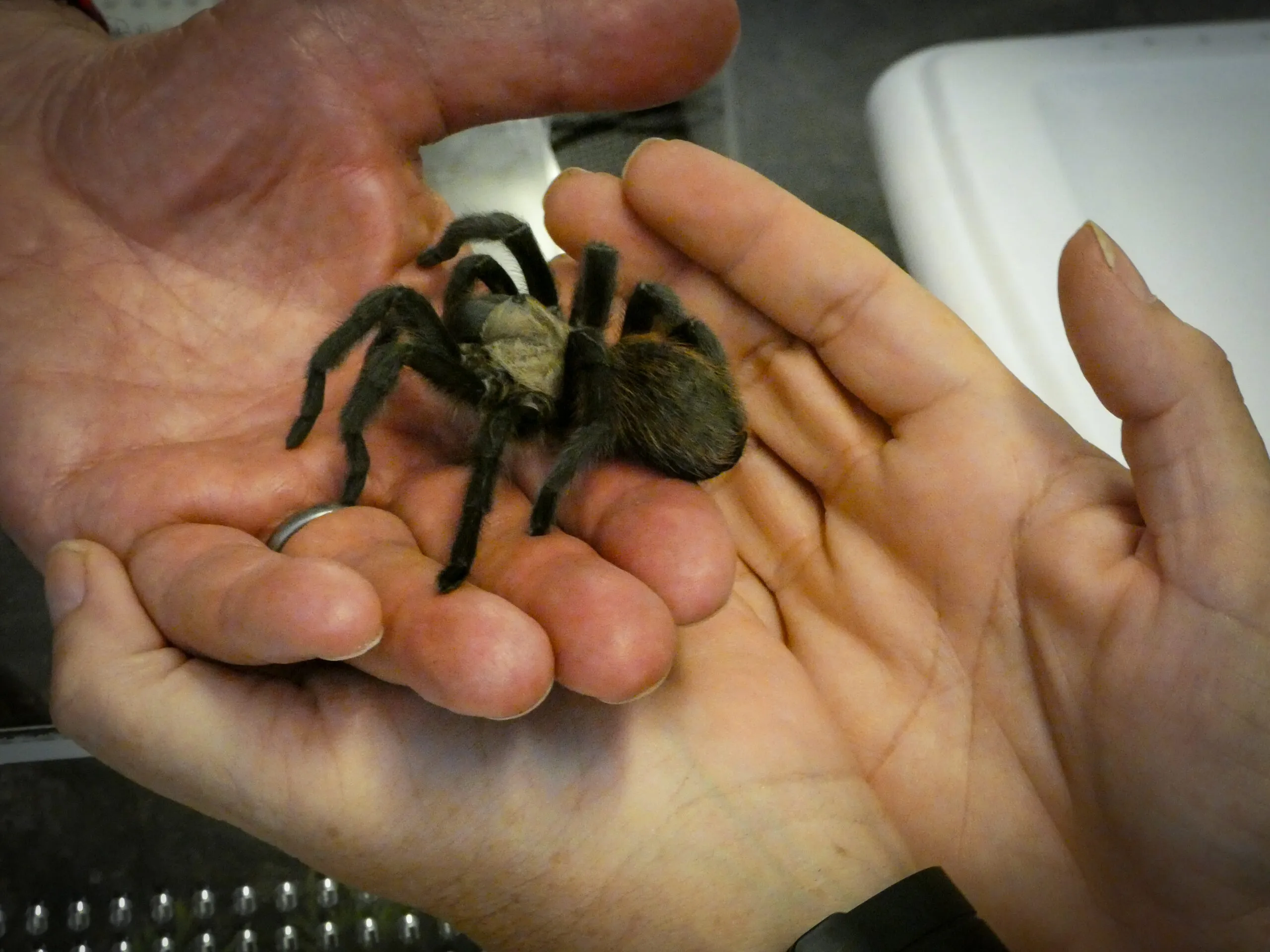 21226 tarantula closeup