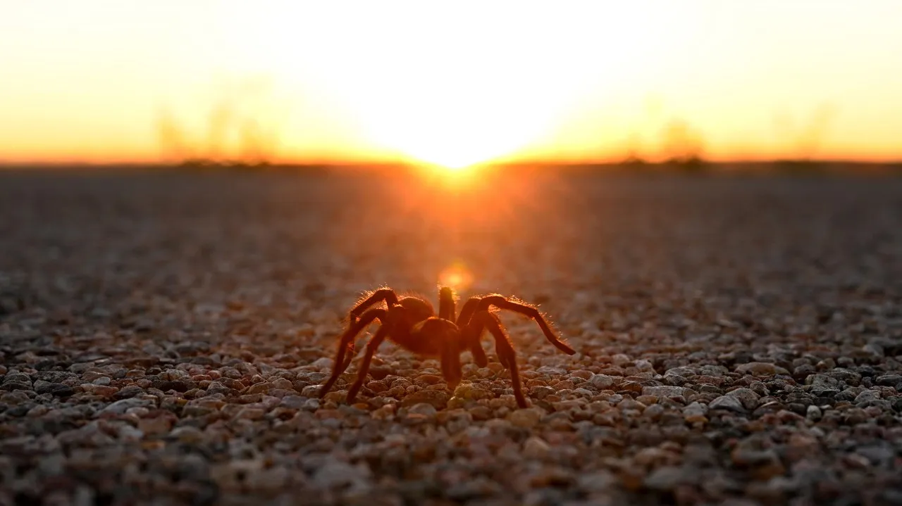 /img/21226-tarantula-encounter.webp