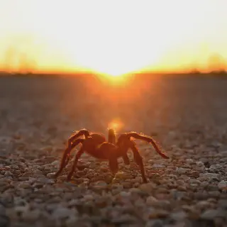 /img/21226-tarantula-encounter.webp