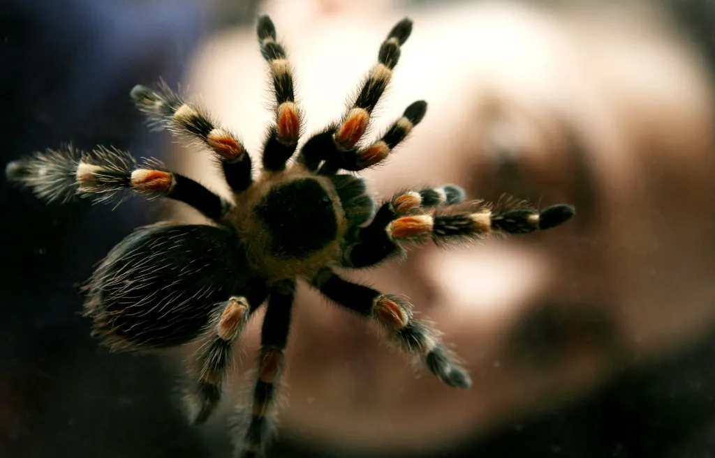21226 tarantula sightings map