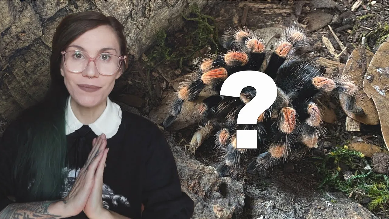 21227 mexican red knee tarantula