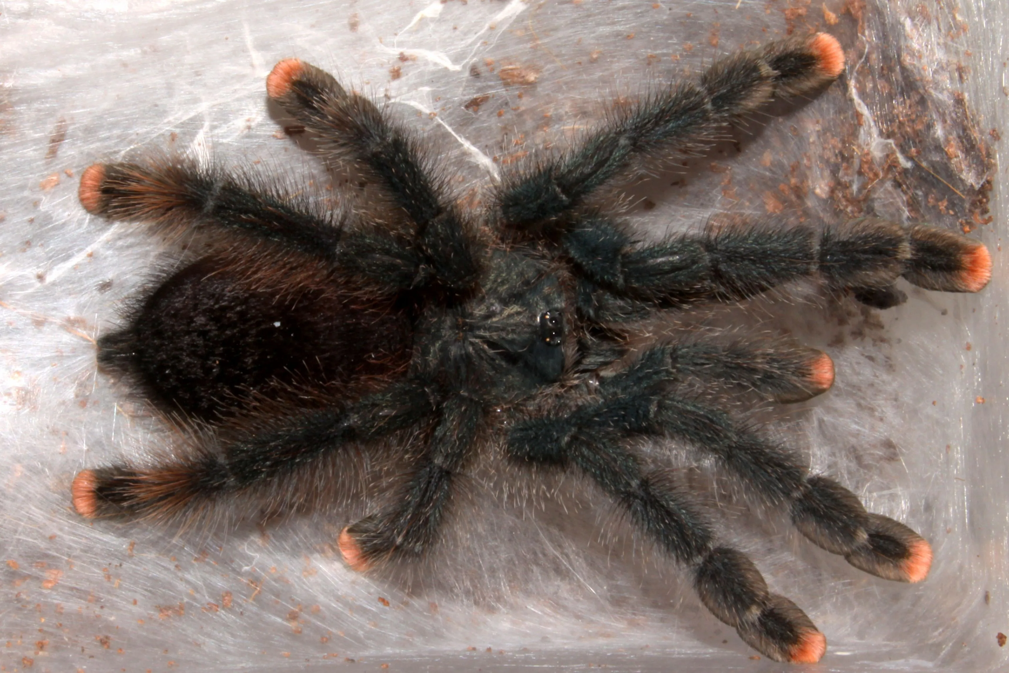 21227 pinktoe tarantula