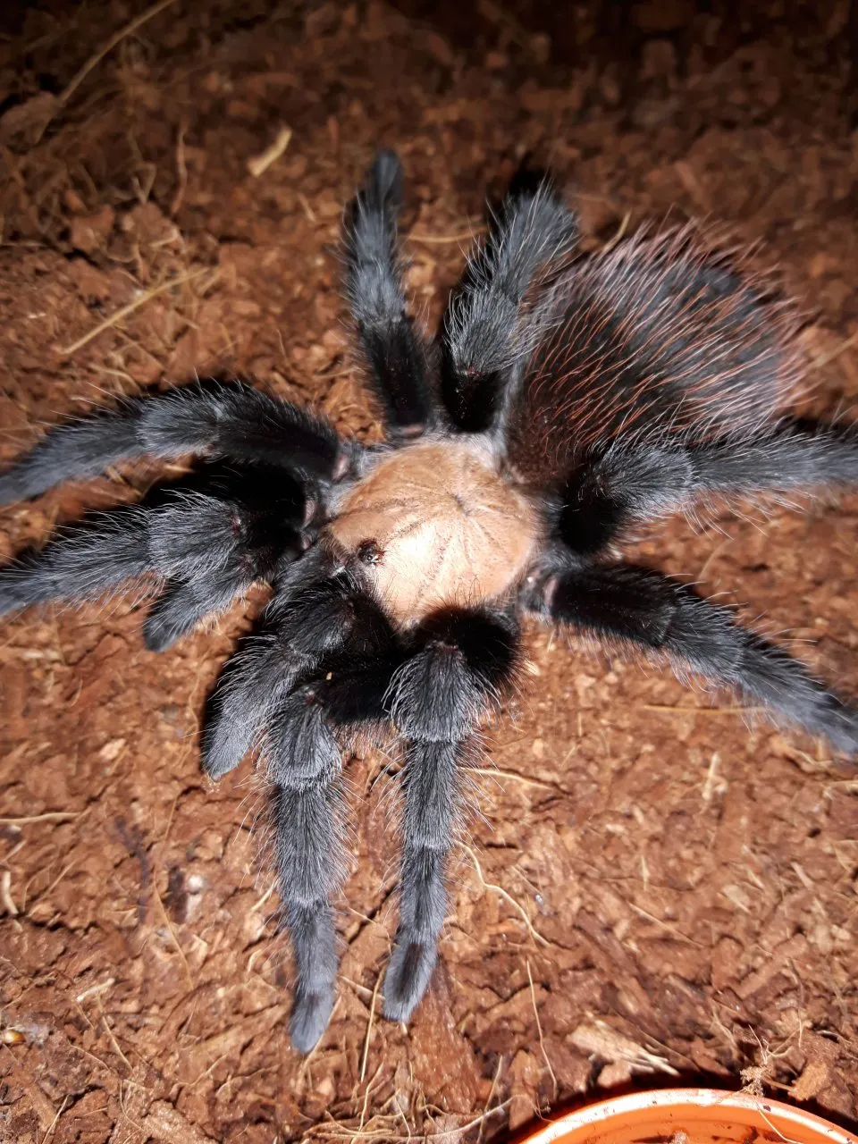 21227 striped knee tarantula