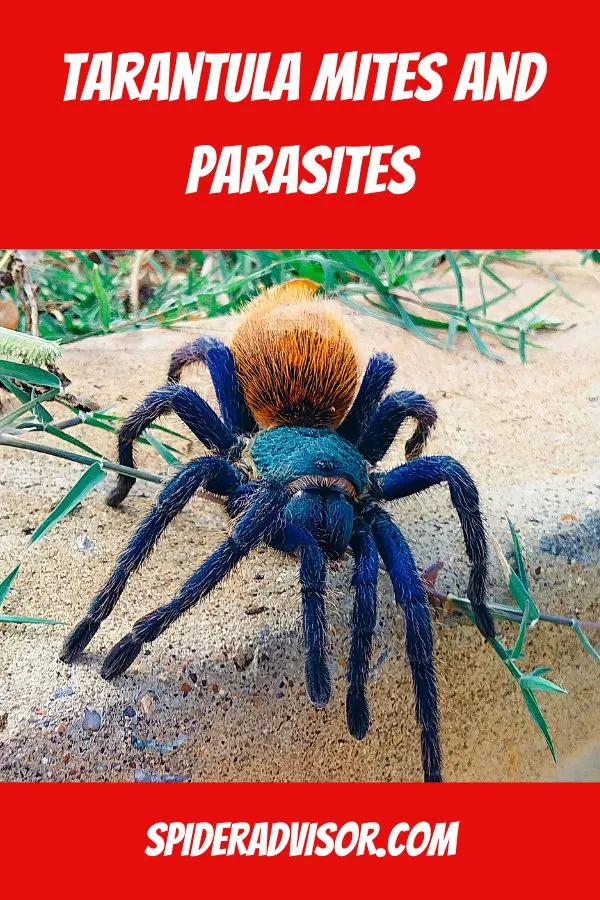 21228 tarantula cleaning