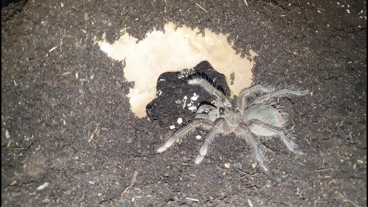 21228 tarantula habitat