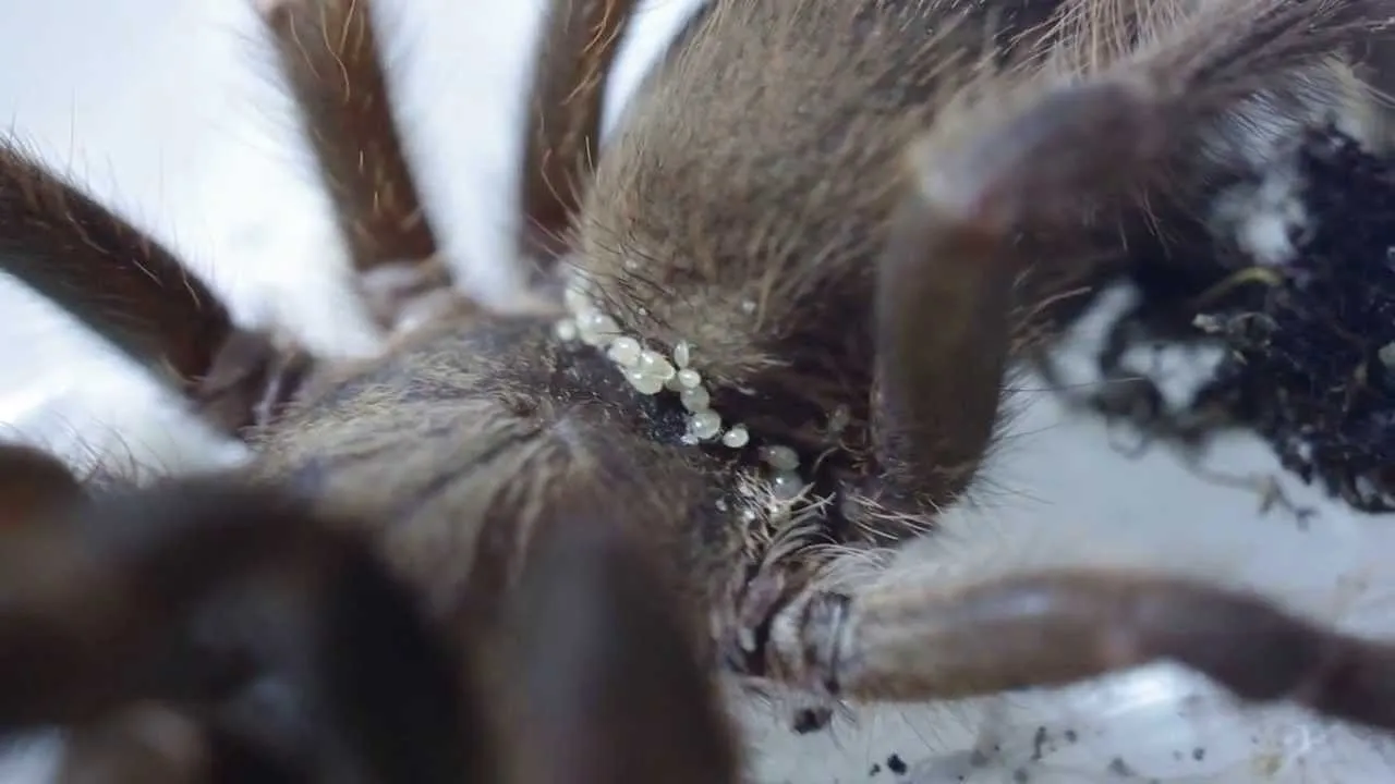21228 tarantula mite infestation