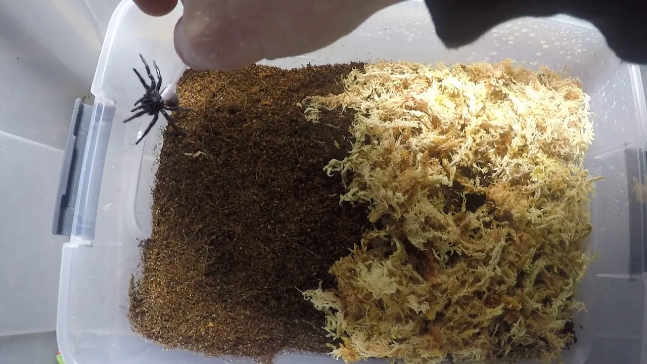 21228 tarantula mite prevention