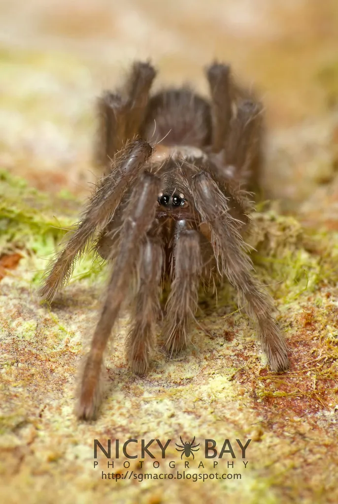 21228 tarantula mite species