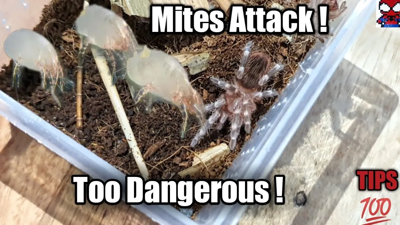 21228 tarantula mite treatment