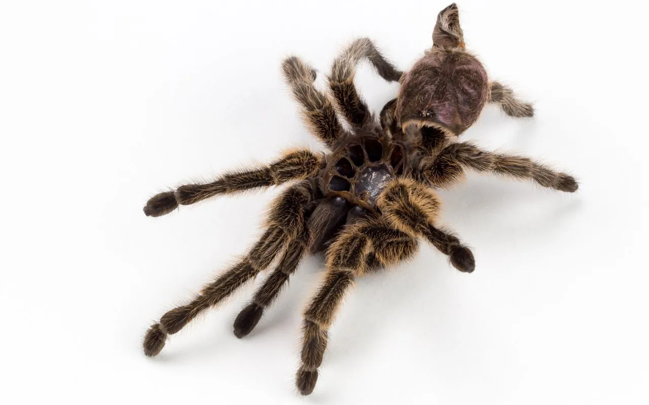 21229 spiderling ecdysis