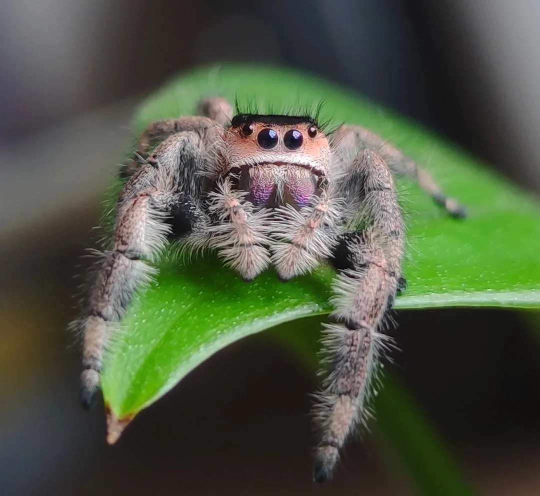 21229 spiderling environment
