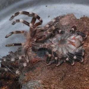 21229 spiderling nutrition