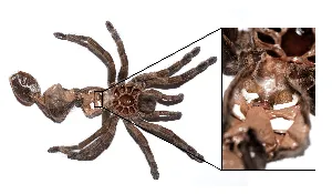 /img/21229-spiderling-veterinary.webp