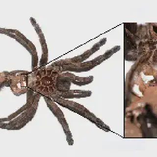 /img/21229-spiderling-veterinary.webp