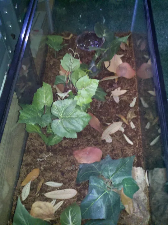 /img/21230-goliath-tarantula-enclosure-healthy.webp