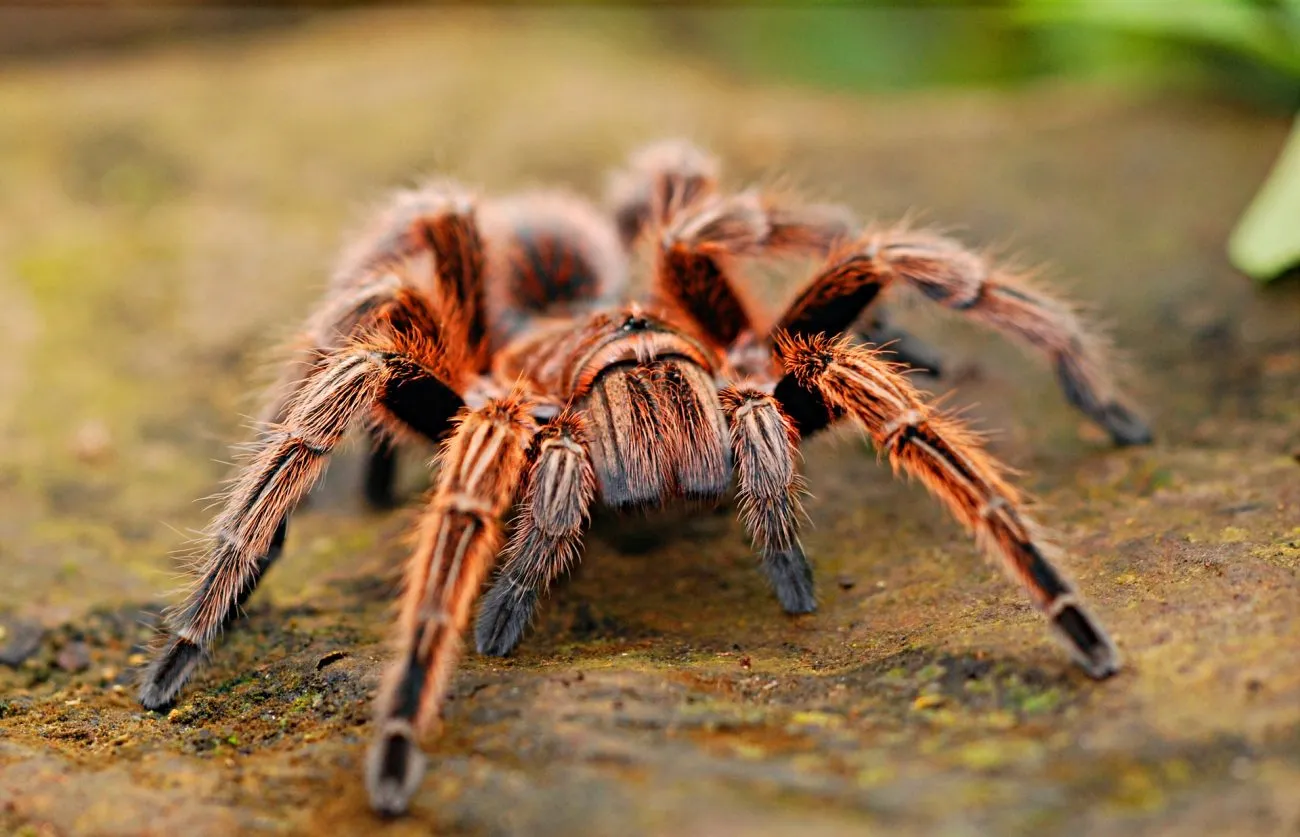 21231 gravid female tarantula