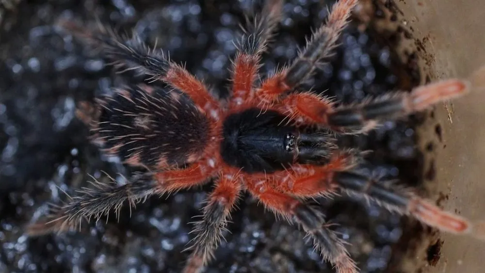 21231 mature female tarantula