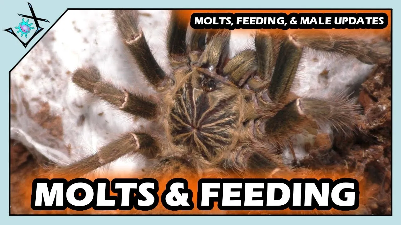 21231 spiderlings tarantula