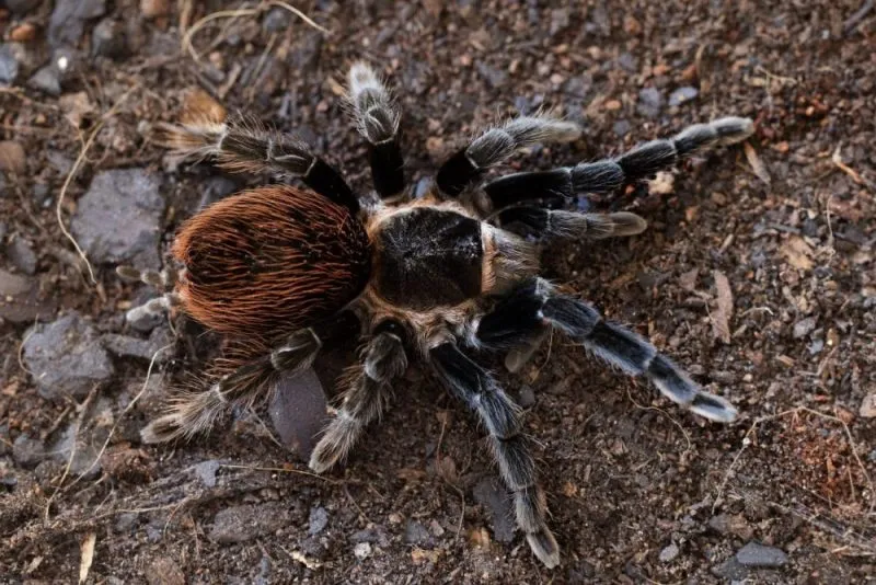 21231 tarantula breeding environment