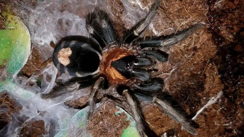 /img/21231-tarantula-care-tips.webp