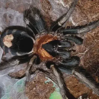 /img/21231-tarantula-care-tips.webp