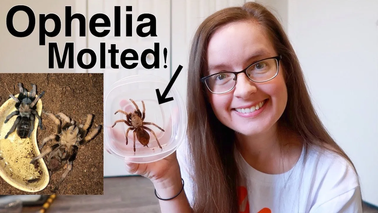 21231 tarantulas mating