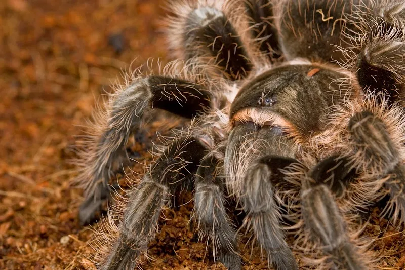 21234 tarantula feeding