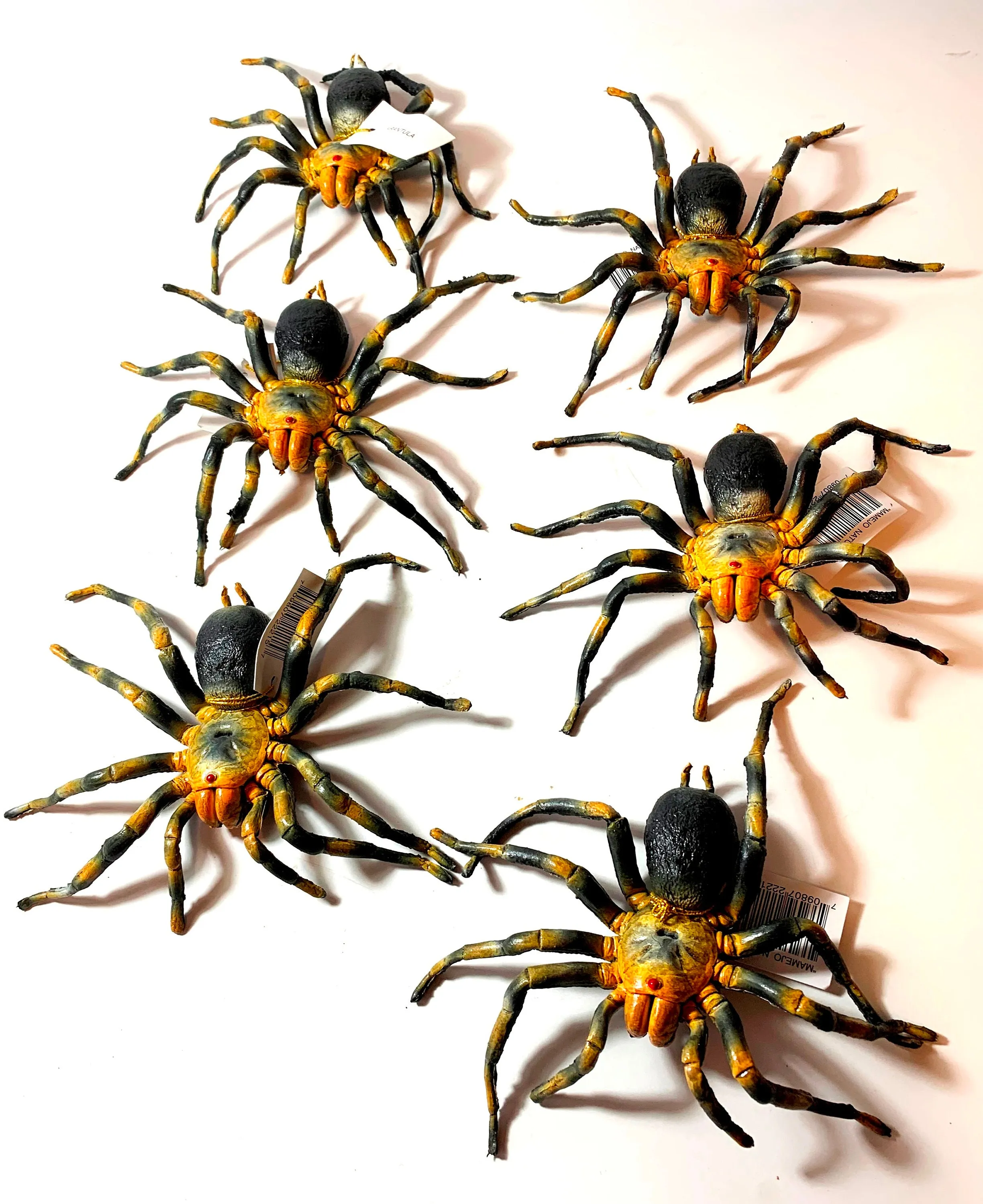 /img/21234-tarantula-species.webp