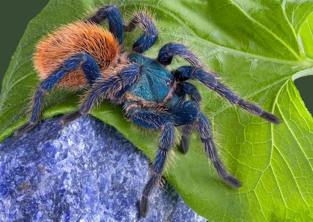 /img/21235-tongue-twister-tarantula.webp