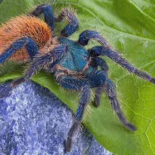 /img/21235-tongue-twister-tarantula.webp