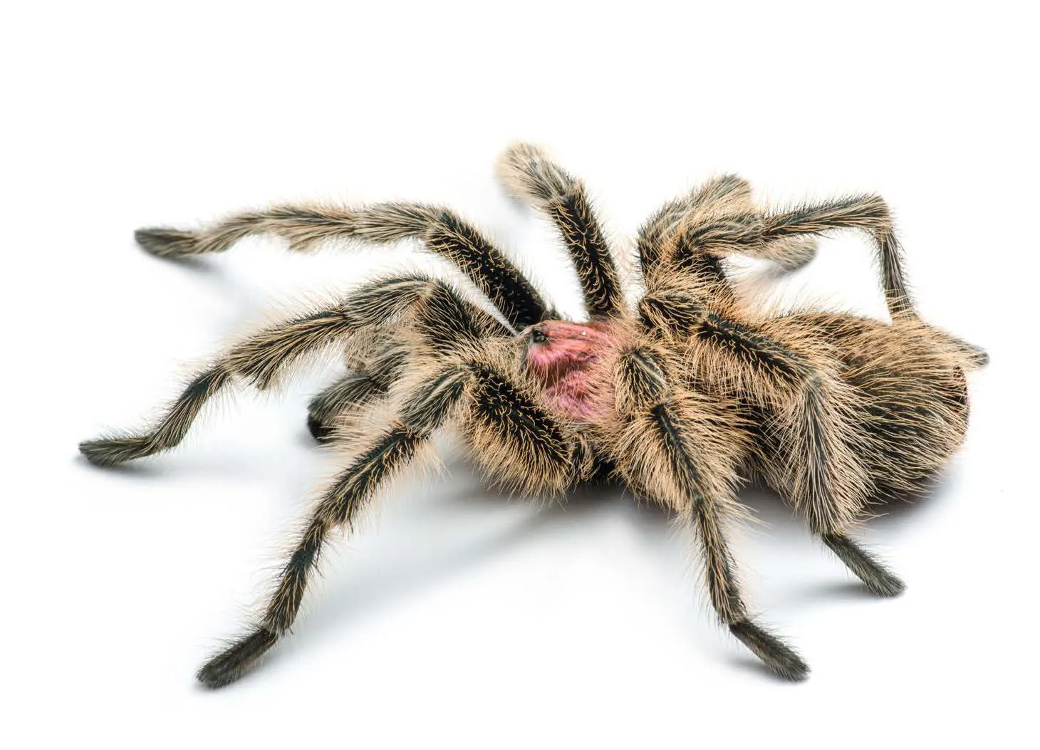 21236 rose hair tarantula bite symptoms