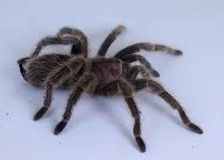 21236 rose hair tarantula handling